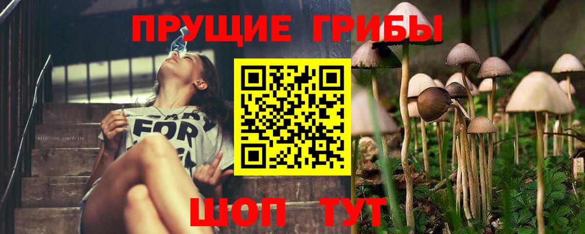 Псилоцибиновые грибы Psilocybe Топки